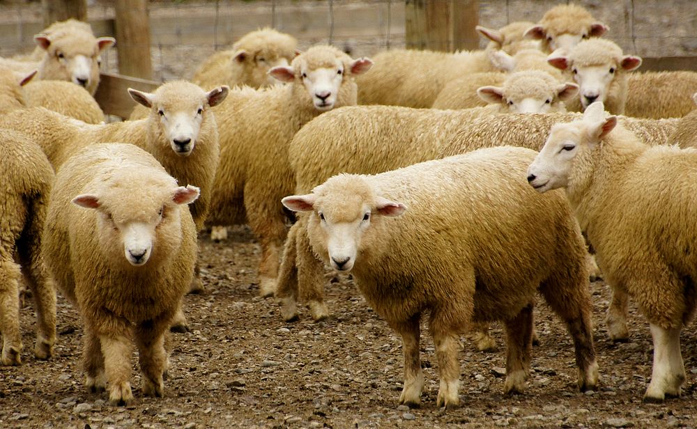 Sheep herd in New Zealand. Original public domain image from Flickr