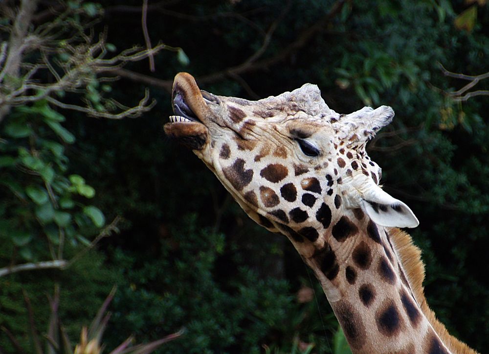 Giraffe eating leaf from tree. Original public domain image from Flickr