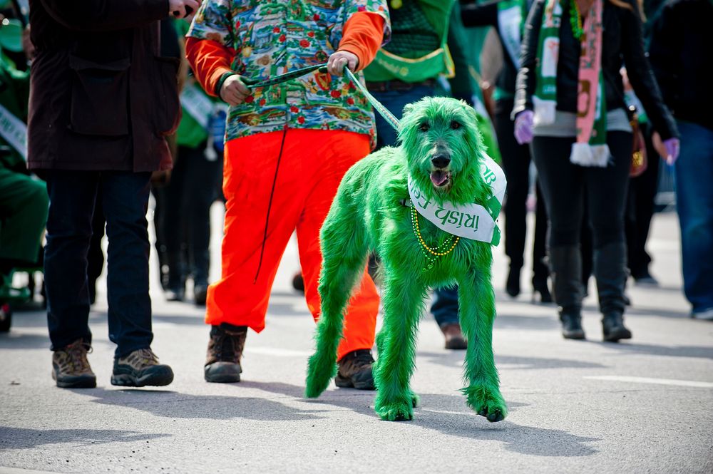 Green Irish wolfhound in St. Patrick's Day parade. Original public domain image from Flickr
