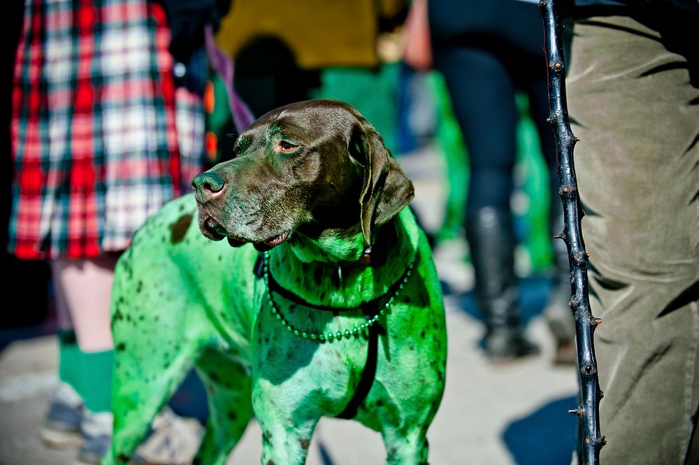 Military service members take part in Saint Patrick's Day ParadeSt. Patrick's Day parade in downtown Chicago, March 15.…