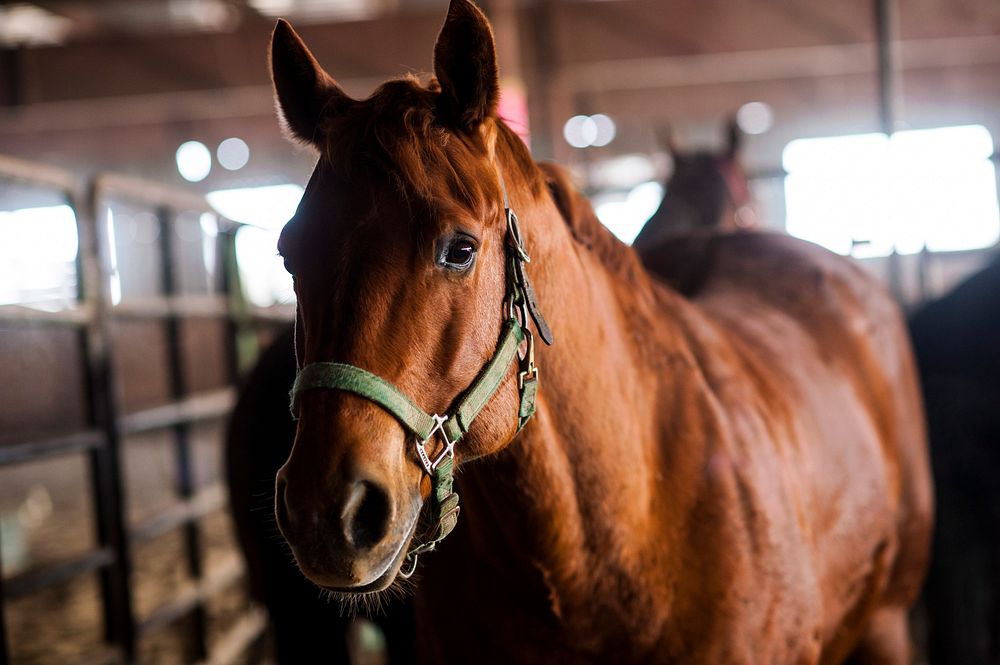 Veterans corral horses to take rein of own livesWeek-long Boots and Hooves pilot program held in March at the Promise…