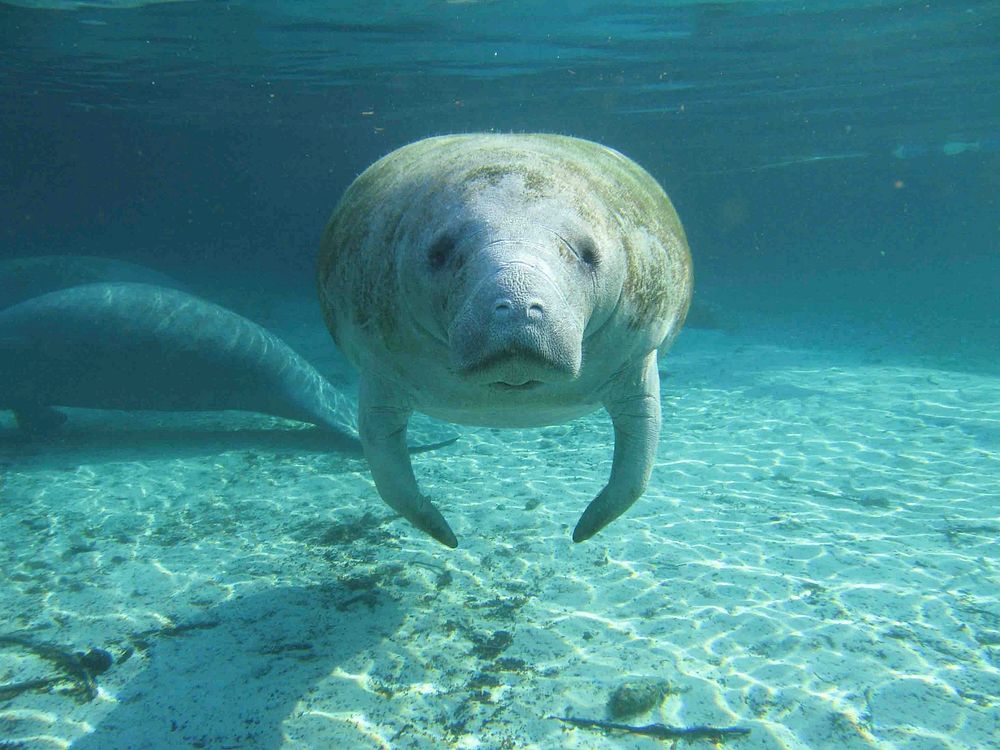 Florida aquatic manatee living underwater. Original public domain image from Flickr