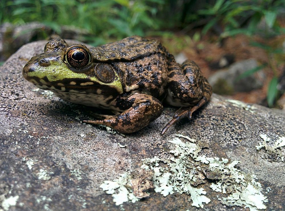 Green Frog on the rock. Original public domain image from Flickr