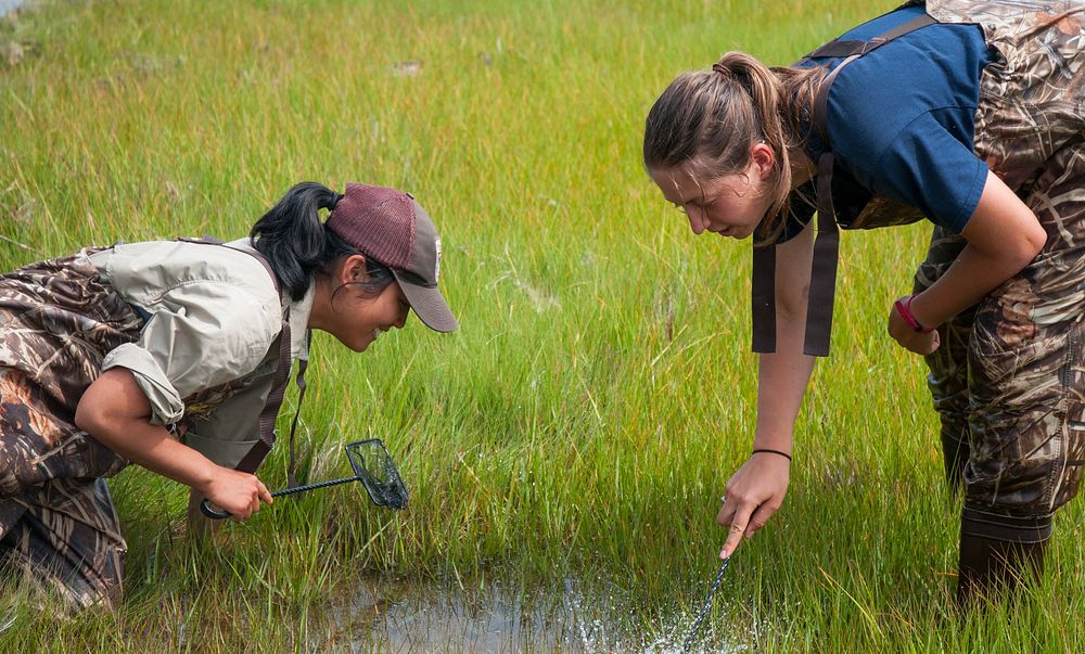 Nekton Sampling. Salt Marsh crew at Rachel Carson NWR searching for fish. Photo: Sarah Fensore / USFWS. Original public…