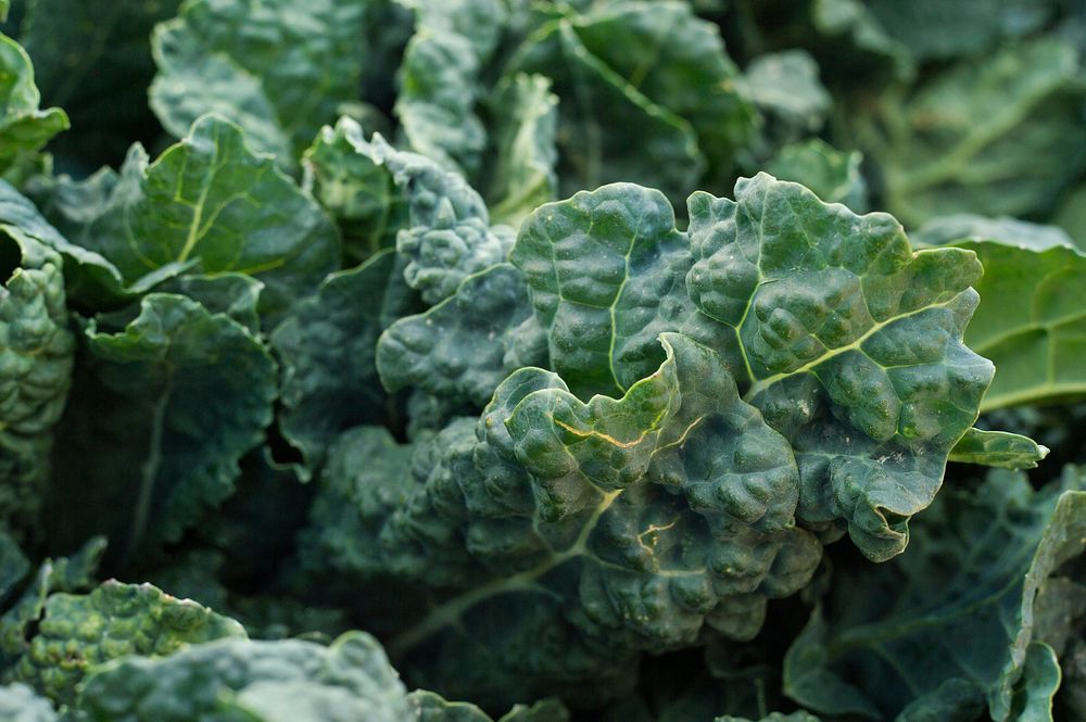 Dinosaur kale for sale at Jack London Square, in Oakland, CA, on Sunday, March 2, 2014. USDA photo by Lance Cheung..…