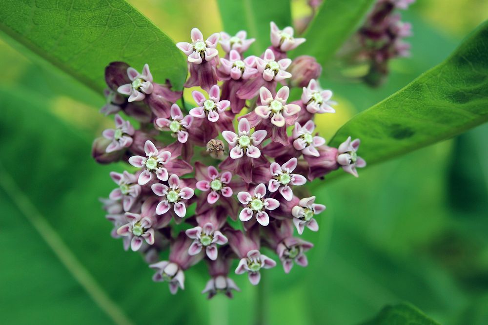 Milkweed in bloom. Original public domain image from Flickr