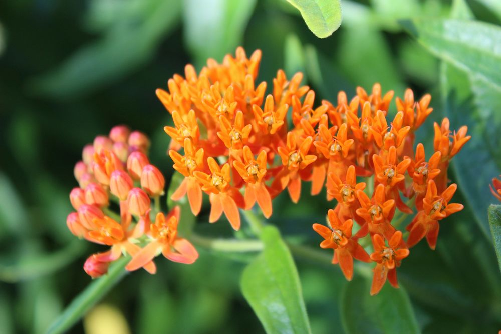 Native Milkweed. This species of milkweed commonly known as butterfly weed is native to the eastern half of the United…