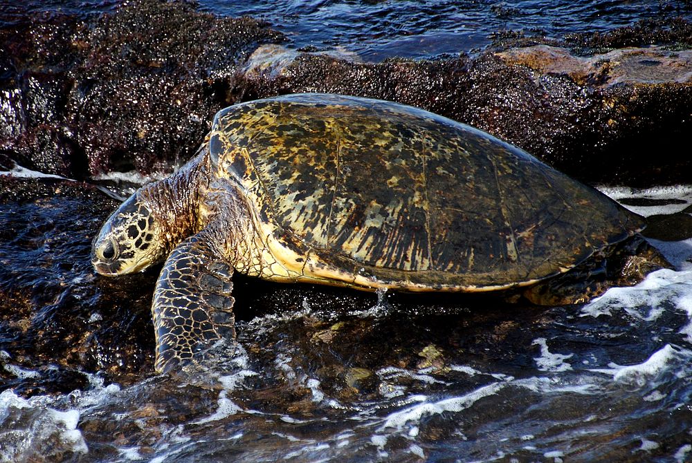 Green sea turtle. Original public domain image from Flickr