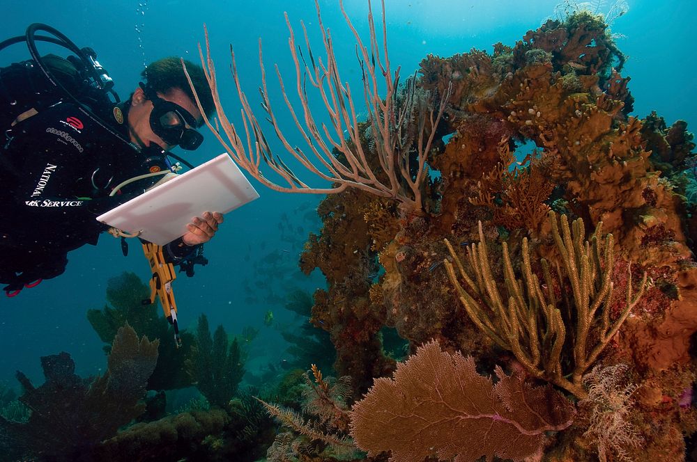 Coral Bleaching. A warmer climate impacts oceans in other ways beyond rising sea levels; coral reefs such as this one in…