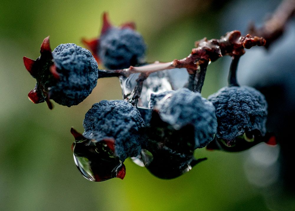 Blueberries have water droplets on them from a heavy rain that ust passed through June 19, 2014, at Larriland Farm, Md. The…