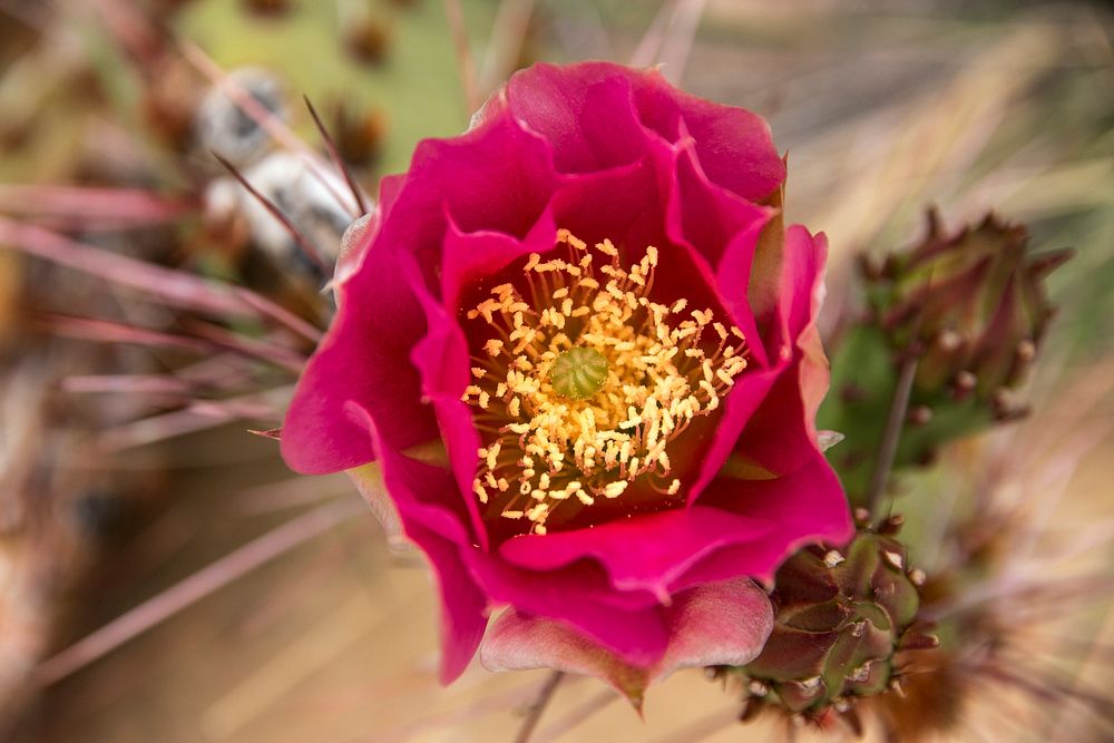 Prickly Pear Bloom. Original public domain image from Flickr