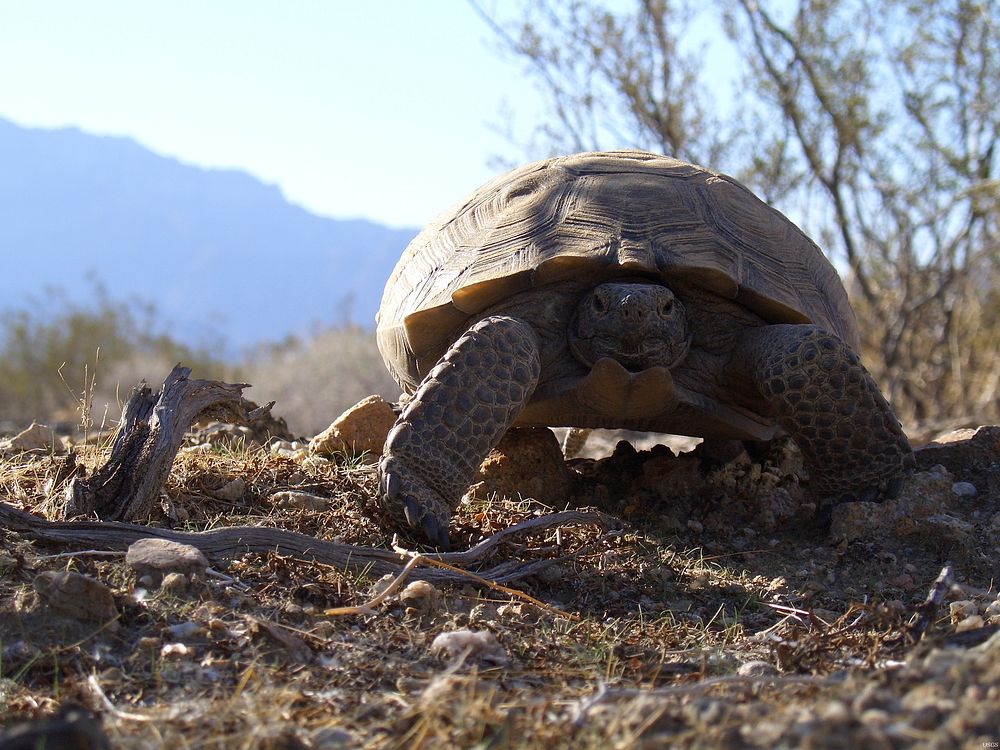 Desert turtle animal background wildlife. Original public domain image from Flickr