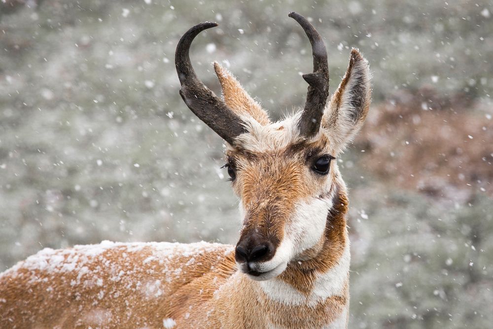 Pronghorn buck in snowy day. Original public domain image from Flickr