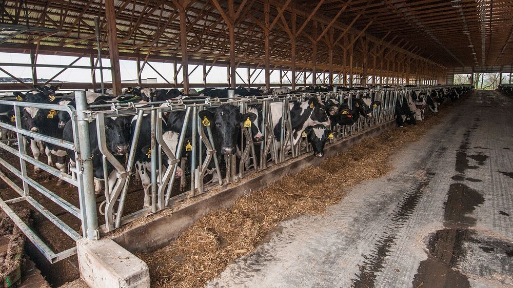 Feeding time in the free stall heifer barns at Brubaker Farms, which is both a diary and green energy producer in Mount Joy…