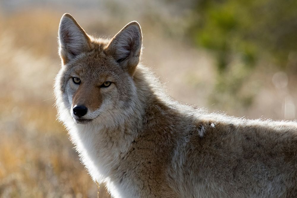 Coyote, Upper Geyser Basin. Original public domain image from Flickr