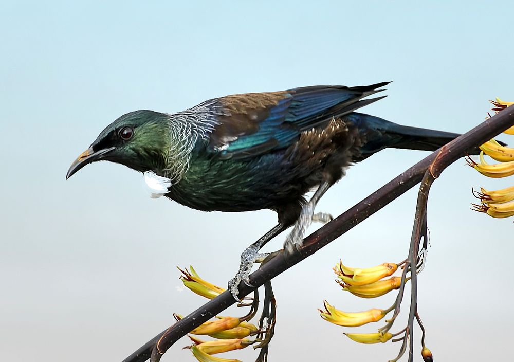 Parson bird on tree branch. Original public domain image from Flickr