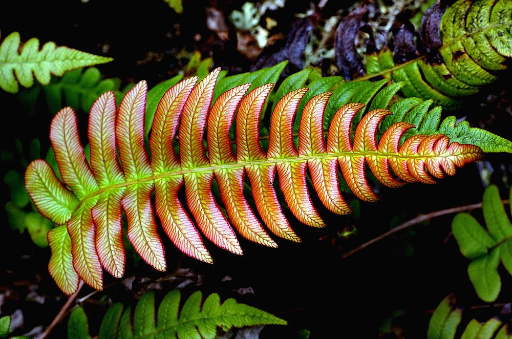 Blechnum NZ Fern. As the leaves get older and harden up, they will replace the anthocyanin with chlorophyll which is green…