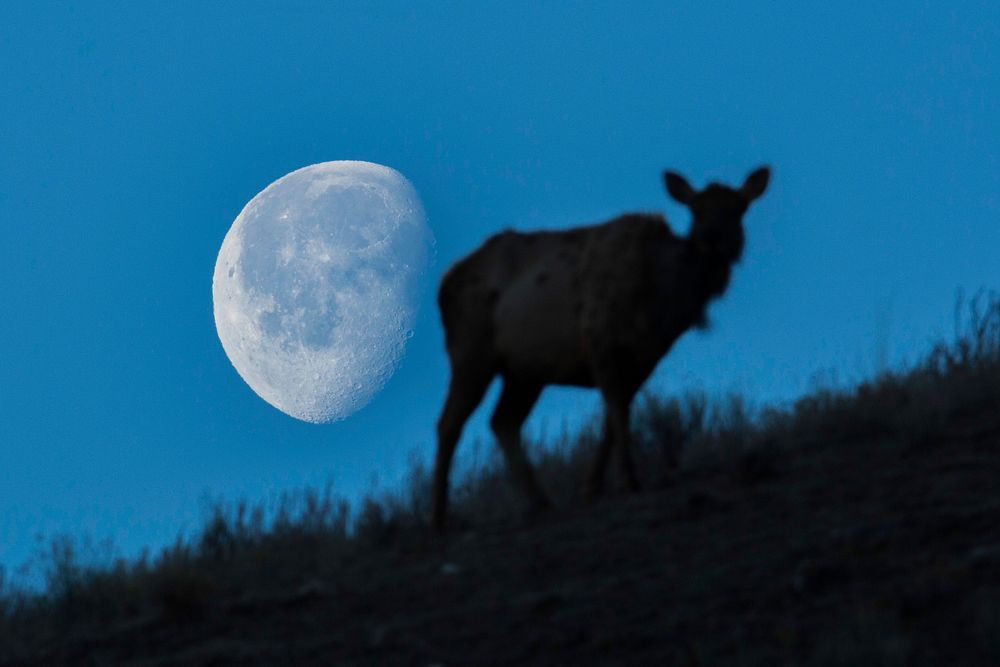 Cow shadow in moonset background. Original public domain image from Flickr