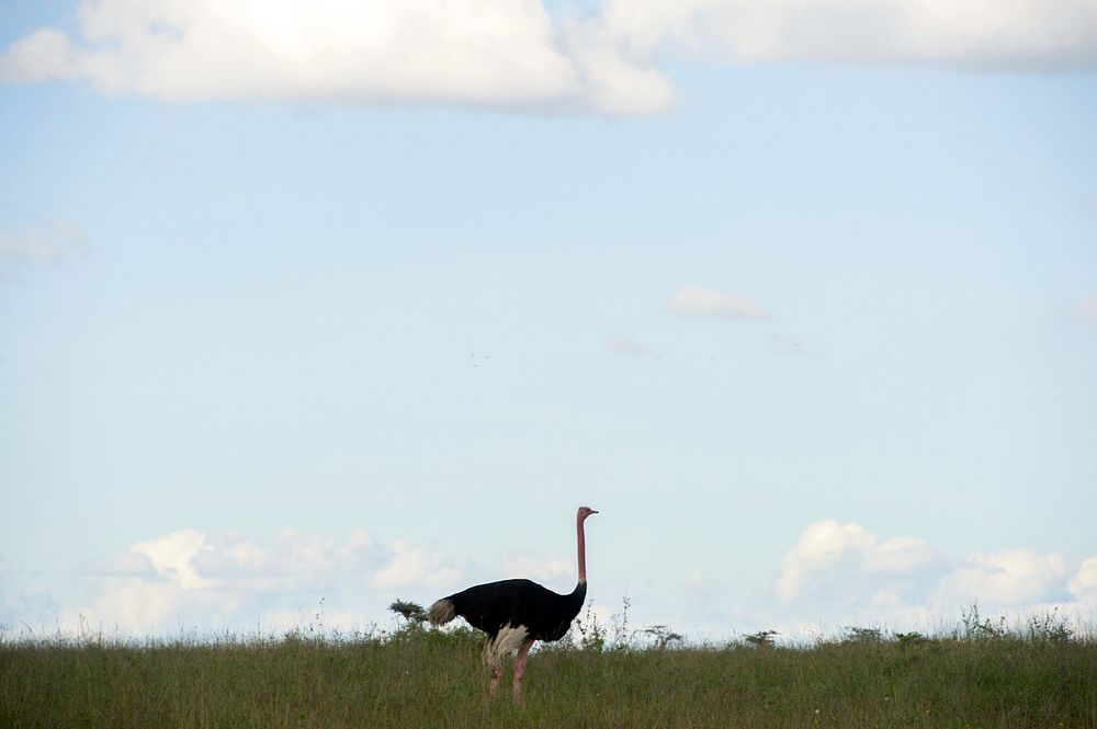 An Ostrich Stands on the Horizon in Nairobi National Park. Original public domain image from Flickr