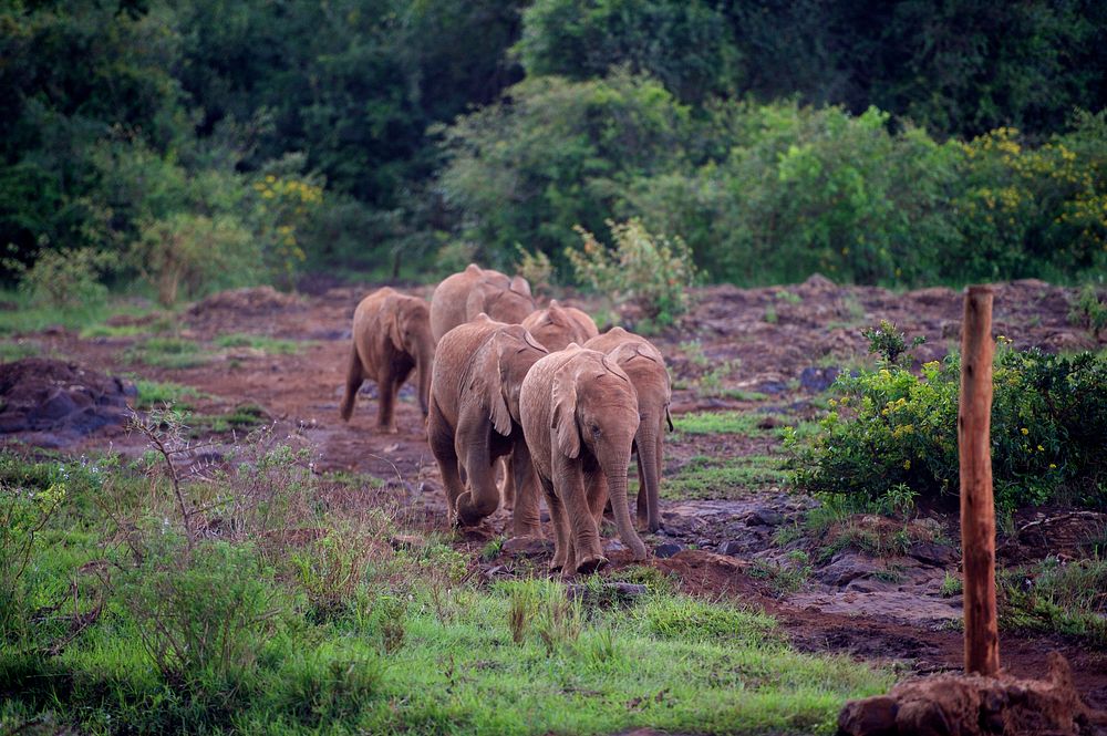 A Group of Baby Elephants Race for Food from Caretakers at the Sheldrick Elephant Orphanage