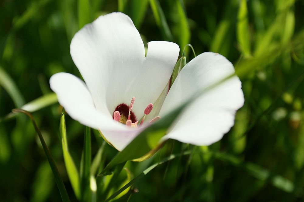 Catalina Mariposa Lily, Calochortus catalinae. Spring bloomer. Original public domain image from Flickr