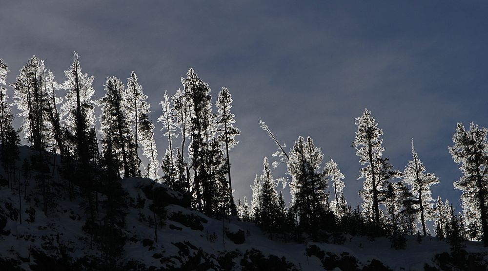 Frosted trees at sunriseSunrise lights up frosted trees in Gibbon Canyon by Jim Peaco. Original public domain image from…