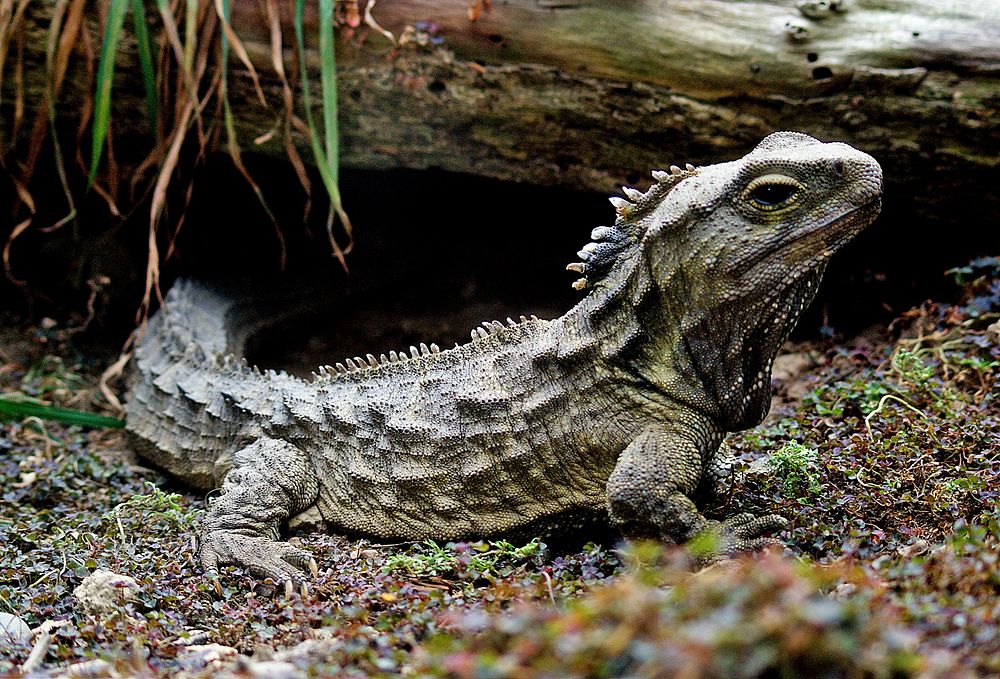 Wild Iguana in the forest. Original public domain image from Flickr