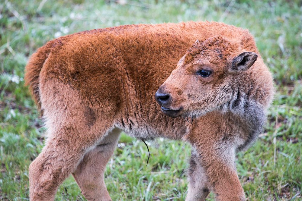 Bison calf, Lamar Valley. Original public domain image from Flickr