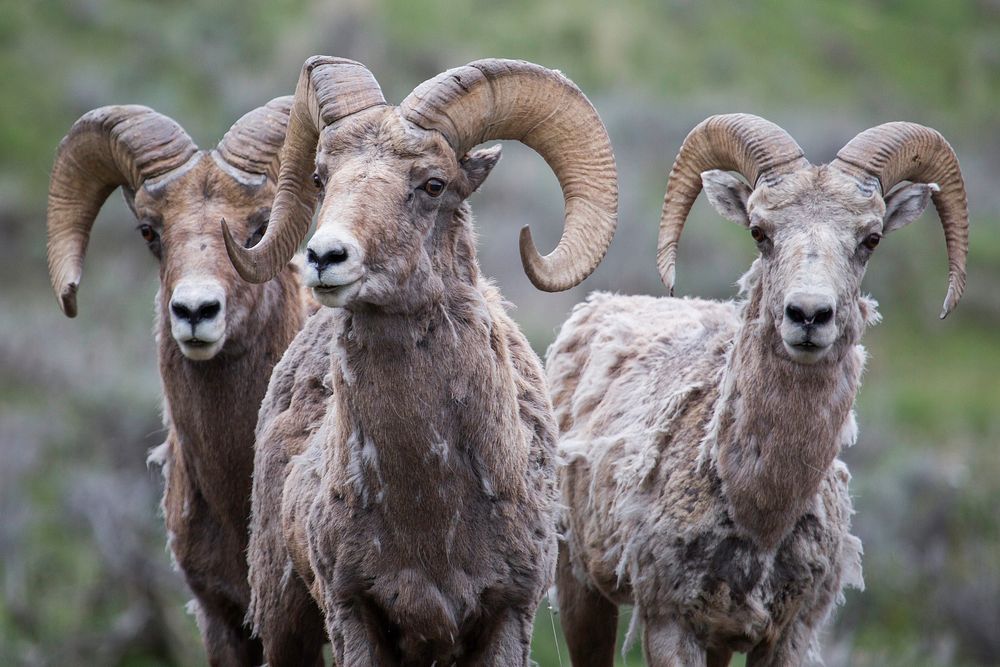 Trio of bighorn rams, Lamar Valley. Original public domain image from Flickr