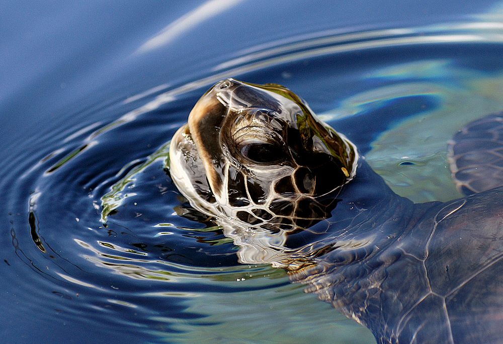 A green sea turtle surfacing. Original public domain image from Flickr