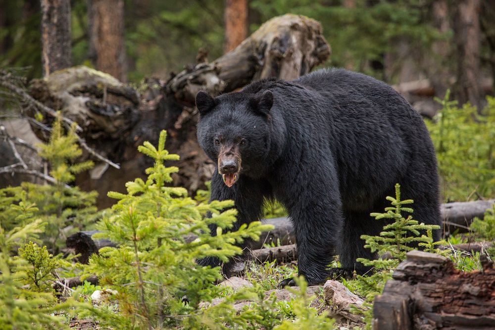 Black bear, Northeast Entrance. Original public domain image from Flickr