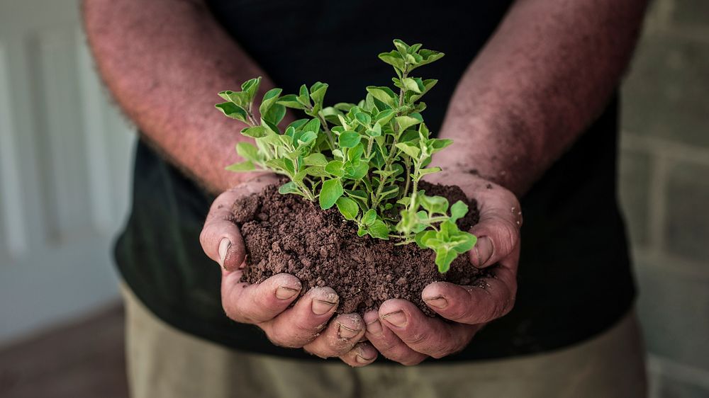 Man holding oregano seedling and soil. Original public domain image from Flickr