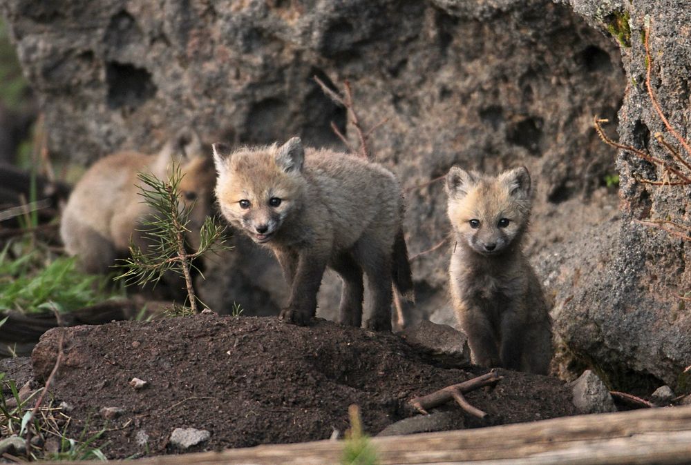 Fox pups in national park. Original public domain image from Flickr
