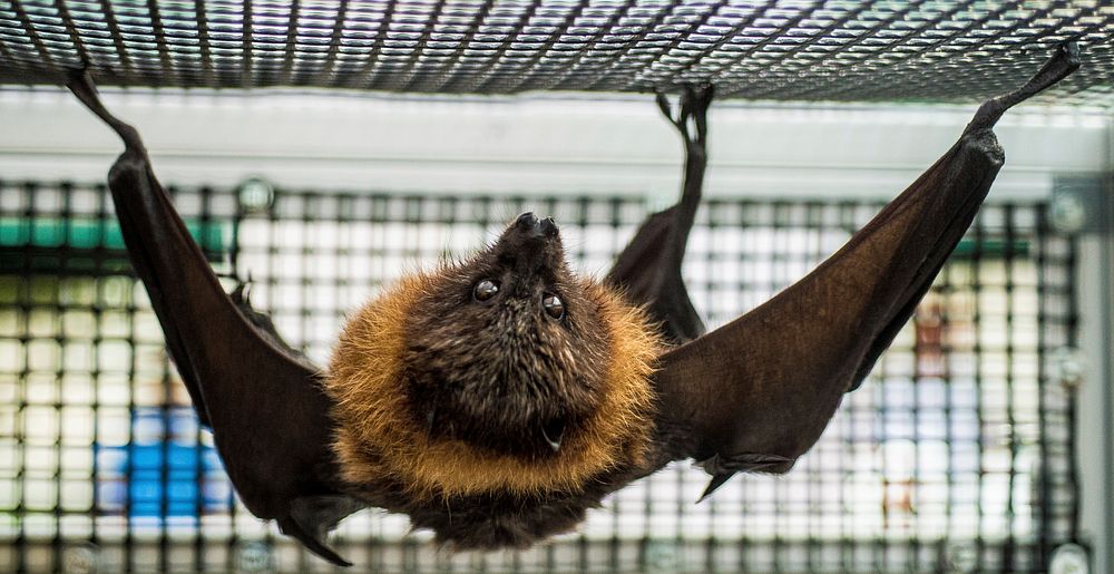 A Rodrigues bat (golden flying fox) is one of four of bats on display by Organization for Bat Conservation during the U.S.…