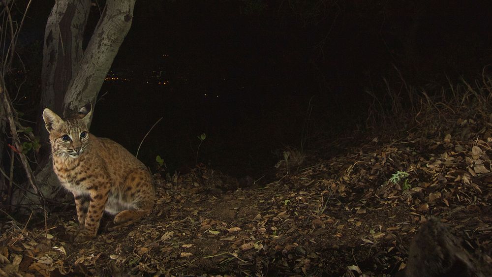 Griffith Park Bobcat. Our biologist recently set a motion-triggered camera on one of P-22's deer kills. P-22 didn't return…