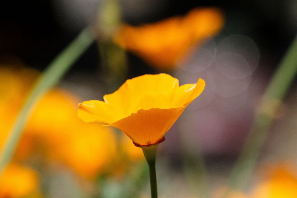 California Poppies. Spring bloomer. Original public domain image from Flickr