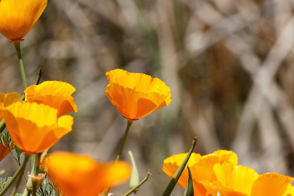 California Poppies at Nicholas Flat. Spring bloomer. Original public domain image from Flickr