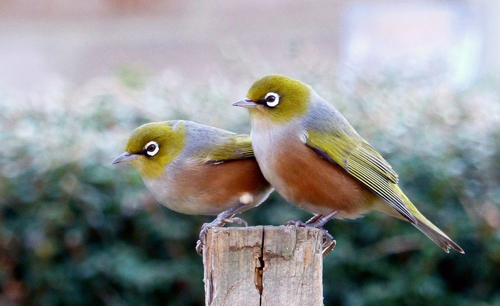 Waxeyes on a tree stump. Original public domain image from Flickr