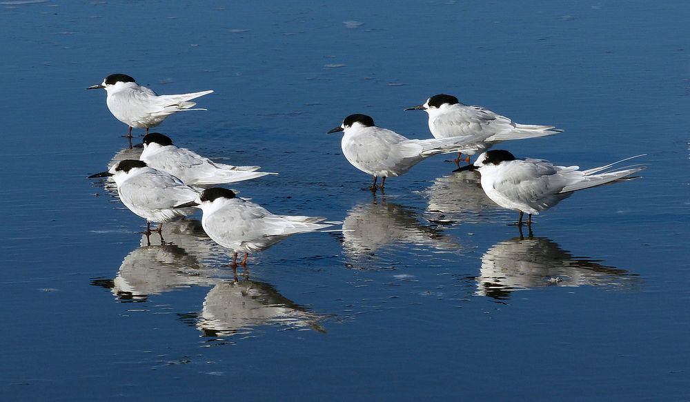 White fronted terns on water. Original public domain image from Flickr