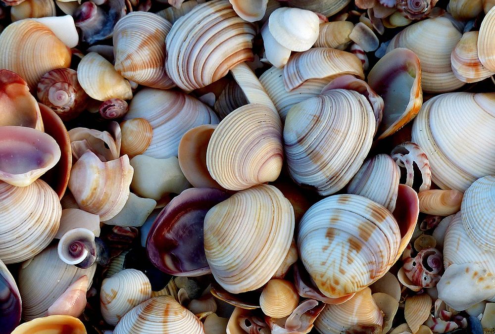 Countless seashells on the beach. Original public domain image from Flickr