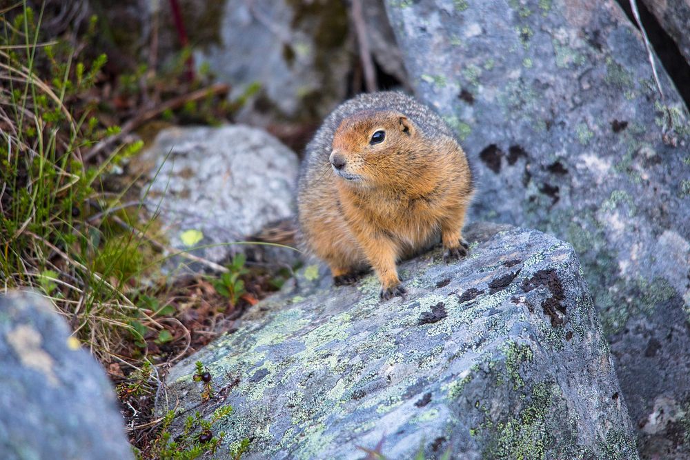 Arctic Ground Squirrel - Spermophilus parryiiNPS / Jacob W. Frank. Original public domain image from Flickr