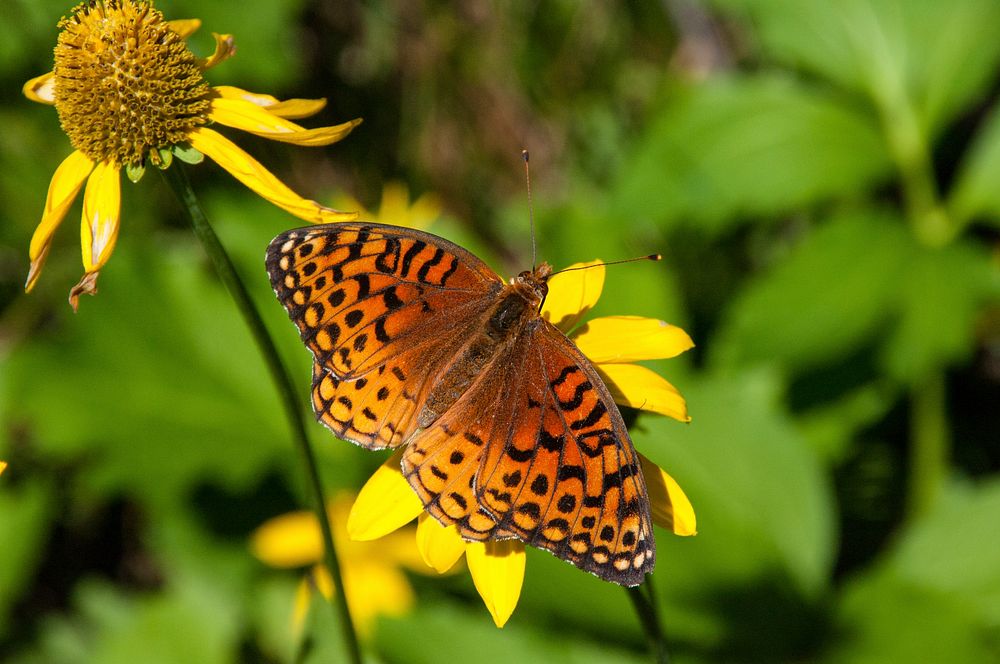 Barbershop Trail No. 91.Variegated Fritillary.Credit: U.S. Forest Service, Coconino National Forest. Original public domain…