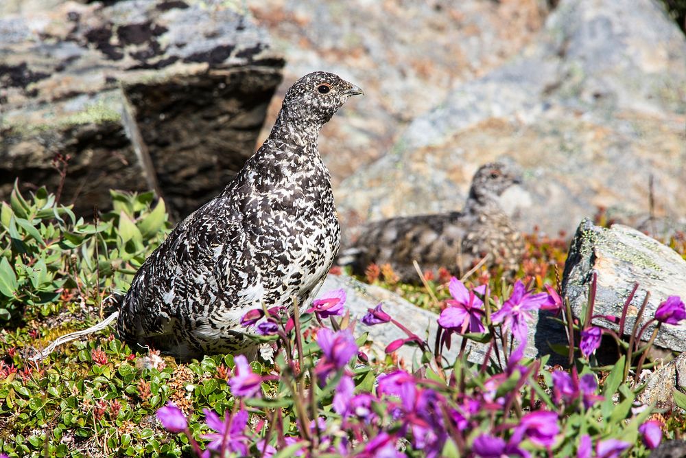 Rock ptarmigans. Original public domain image from Flickr