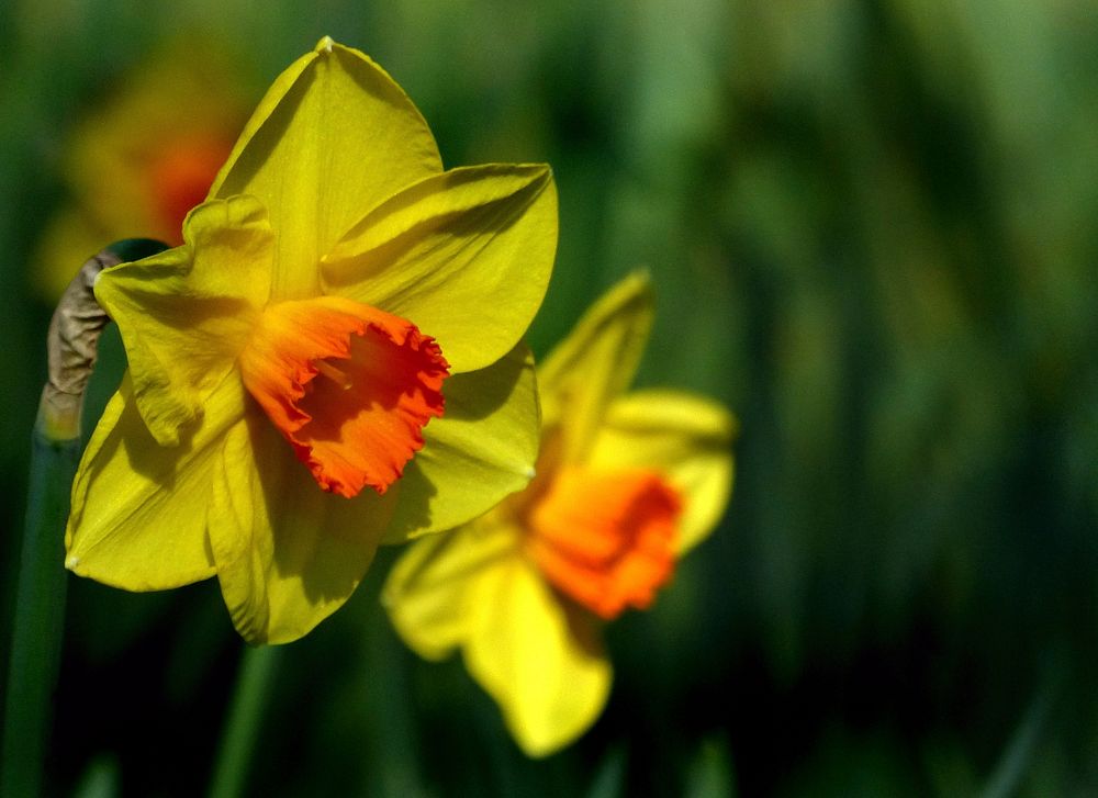 The appeal of daffodils lies in their beauty and durability. Original public domain image from Flickr