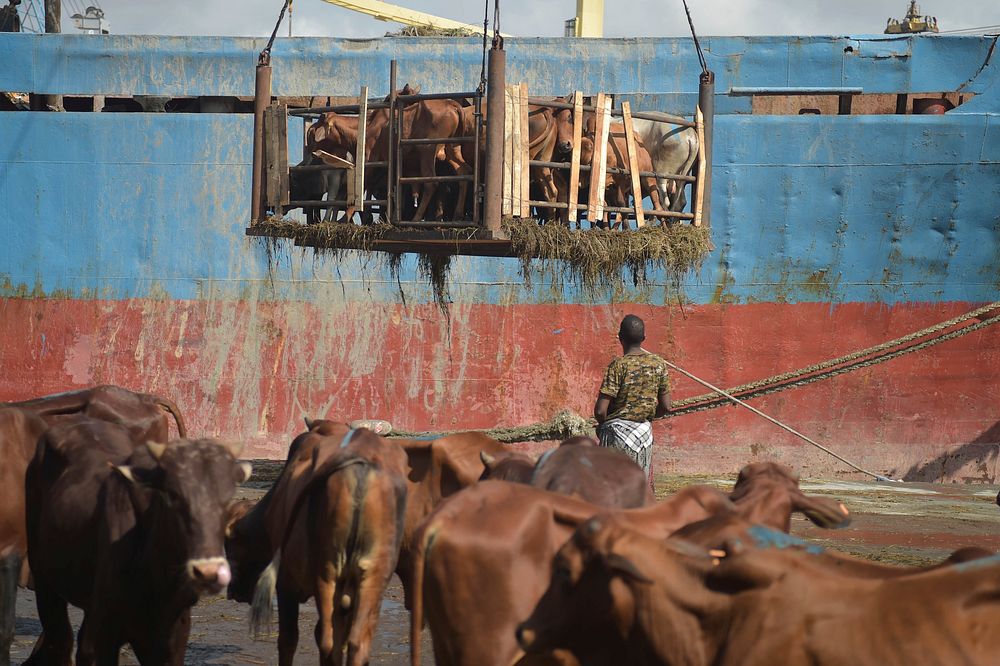 A dock worker looks on while a crane loads cattle onto a boat, in Mogadishu, Somalia, on October 29. AMISOM Photo / Tobin…
