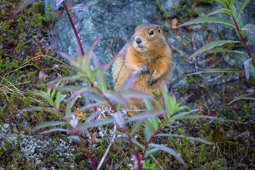 Arctic Ground Squirrel. Original public domain image from Flickr