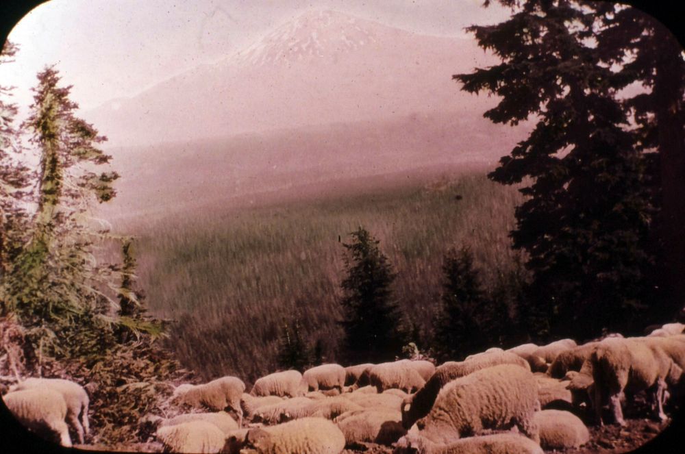 Sheep on Cascade Crest, Deschutes NF 1916Deschutes National Forest Historic Photo. Original public domain image from Flickr