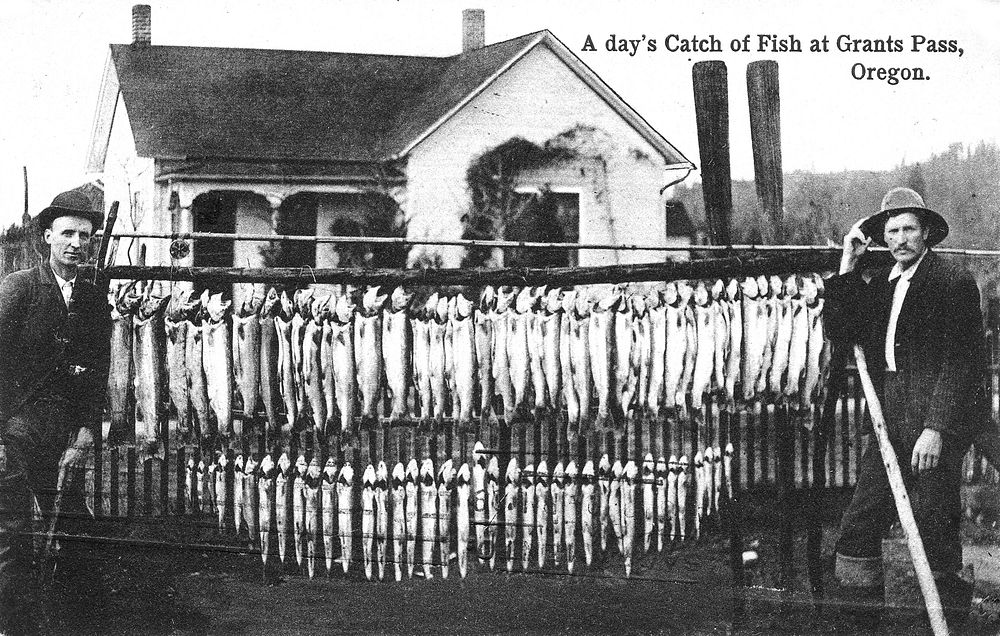 Rogue River Fish Catch (One Day) at Grants Pass, OR.JPG. Original public domain image from Flickr
