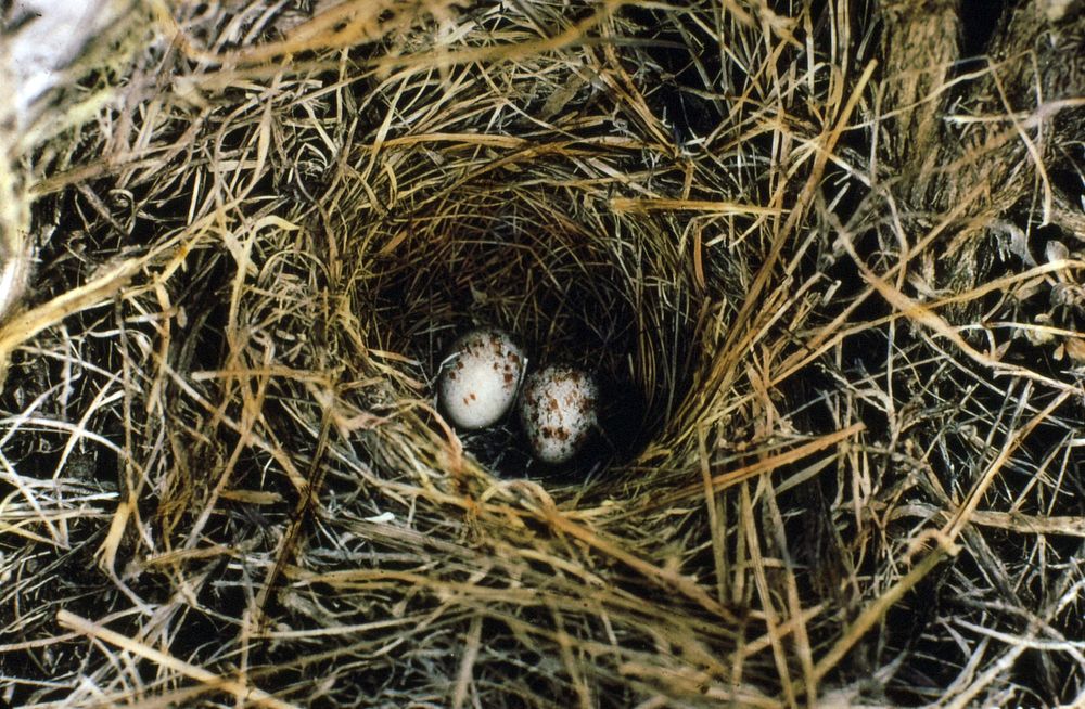 Western Vesper Sparrow Nest & Eggs, Fremont NF. Original public domain image from Flickr