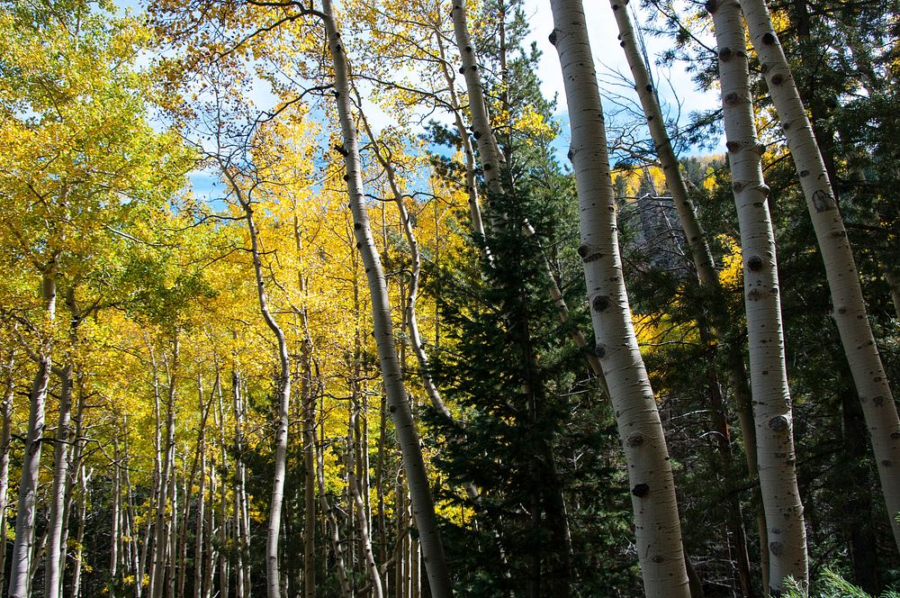 Bear Jaw Trail